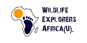 petero wildlife explorers africa